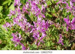 Attēlu rezultāti vaicājumam “Rhododendron canadense”