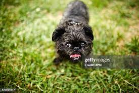 Image result for brüsseler giffon