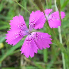 Attēlu rezultāti vaicājumam “Dianthus deltoides”
