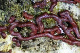 Attēlu rezultāti vaicājumam “Willkommlangea reticulata plasmodium”