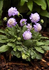 Image result for Scabiosa canescens