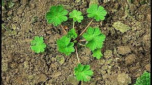 Image result for Storchschnäbel