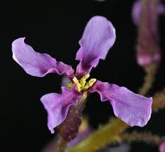 Attēlu rezultāti vaicājumam “Cribraria tenella”