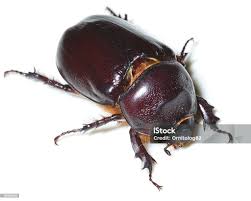 Attēlu rezultāti vaicājumam “Oryctes nasicornis”