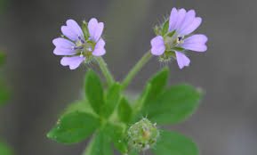 Attēlu rezultāti vaicājumam “Geranium pusillum”