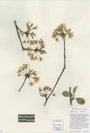 Attēlu rezultāti vaicājumam “Cerasus leaf”