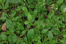 Attēlu rezultāti vaicājumam “Veronica officinalis fruit”