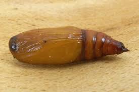 Attēlu rezultāti vaicājumam “Rhodostrophia vibicaria”