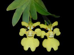 Attēlu rezultāti vaicājumam “Heyderia pusilla”