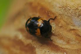 Attēlu rezultāti vaicājumam “Diaperis boleti nest”