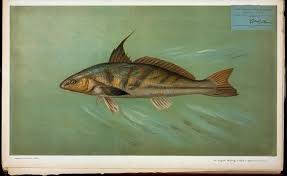 Image result for Squalius vardarensis
