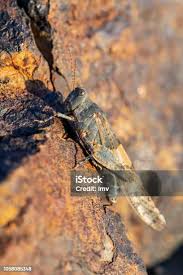 Attēlu rezultāti vaicājumam “Oedipoda caerulescens”