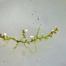 Attēlu rezultāti vaicājumam “Cladopodiella francisci”