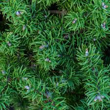 Attēlu rezultāti vaicājumam “Pinus banksiana”