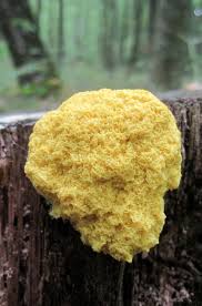 Attēlu rezultāti vaicājumam “Fuligo laevis”