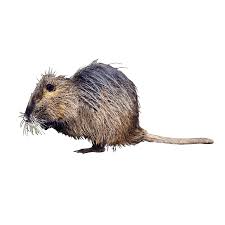 Attēlu rezultāti vaicājumam “Ondatra zibethicus”