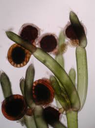 Attēlu rezultāti vaicājumam “Nitella flexilis”