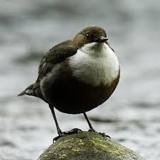 Attēlu rezultāti vaicājumam “Cinclus cinclus”