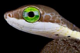 Attēlu rezultāti vaicājumam “Lycogala persicum sessile”