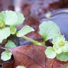 Attēlu rezultāti vaicājumam “Saxifragaceae”