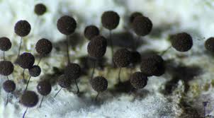 Attēlu rezultāti vaicājumam “Paradiacheopsis rigida stalked”