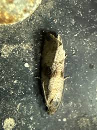 Attēlu rezultāti vaicājumam “Celypha striana”