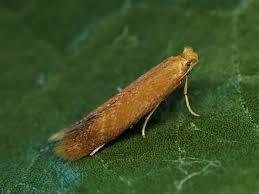 Attēlu rezultāti vaicājumam “Tischeria ekebladella”