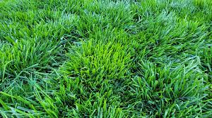 Attēlu rezultāti vaicājumam “Poa trivialis”