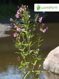Attēlu rezultāti vaicājumam “Epilobium hirsutum flower”