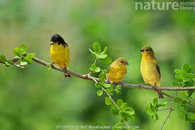 Attēlu rezultāti vaicājumam “Carduelis carduelis adult”