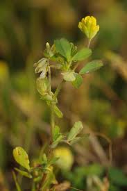 Attēlu rezultāti vaicājumam “Trifolium dubium fruit”