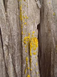 Attēlu rezultāti vaicājumam “Chrysothrix candelaris”