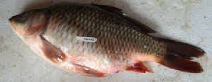 Image result for Cyprinus megalophthalmus