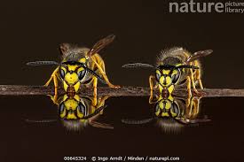 Attēlu rezultāti vaicājumam “Vespula germanica”