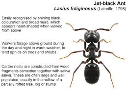 Attēlu rezultāti vaicājumam “Lasius fuliginosus”