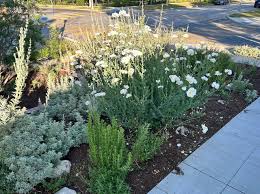 Image result for Romneya coulteri