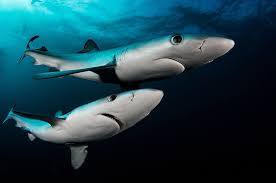 Image result for Prionace glauca