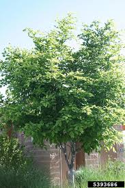 Attēlu rezultāti vaicājumam “Cladrastis kentukea”