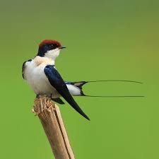 Attēlu rezultāti vaicājumam “Hirundinidae”