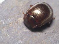 Attēlu rezultāti vaicājumam “Chrysolina staphylaea”