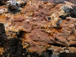 Attēlu rezultāti vaicājumam “Junghuhnia collabens”