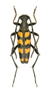 Attēlu rezultāti vaicājumam “Leptura quadrifasciata”