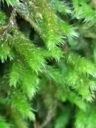 Attēlu rezultāti vaicājumam “Homalothecium sericeum”