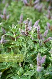 Attēlu rezultāti vaicājumam “Mentha longifolia flower”