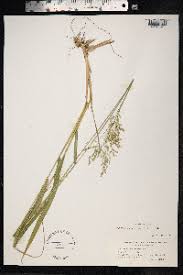 Attēlu rezultāti vaicājumam “Festuca altissima”