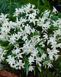 Attēlu rezultāti vaicājumam “Scilla luciliae”