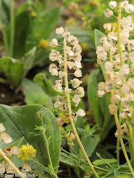Attēlu rezultāti vaicājumam “Muscari neglectum flower”