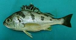 Image result for Pomadasys incisus