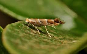 Attēlu rezultāti vaicājumam “Cameraria ohridella”