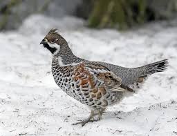 Attēlu rezultāti vaicājumam “Tetrastes bonasia”